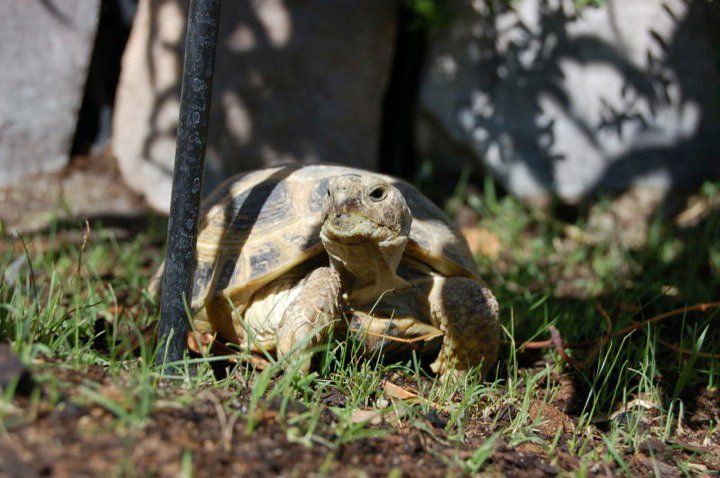 Russian Tortoise Photos 7167